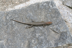 Trachylepis elegans