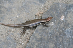 Trachylepis gravenhorstii