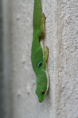 Phelsuma quadriocellata