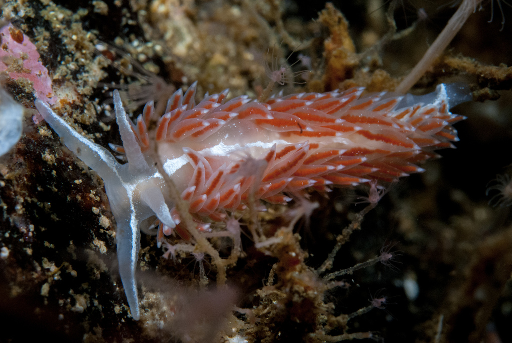 Coryphella monicae