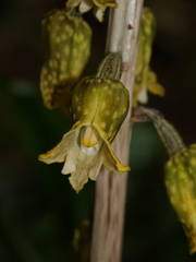 Gastrodia molloyi