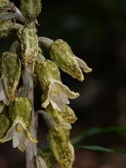 Gastrodia molloyi