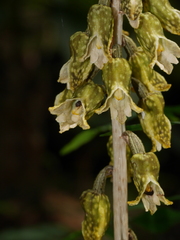 Gastrodia molloyi