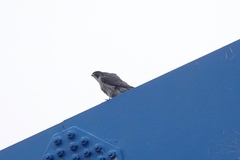 Falco peregrinus