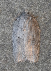 Acleris maximana