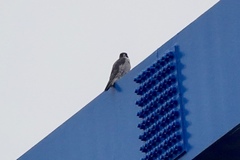 Falco peregrinus