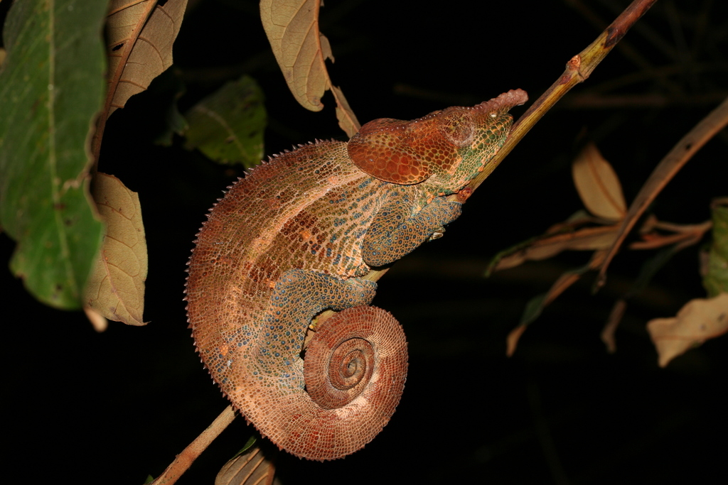 Cryptic Chameleon