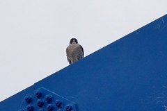 Falco peregrinus