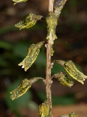 Gastrodia molloyi