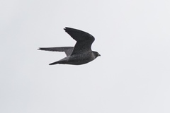 Falco peregrinus