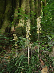 Gastrodia molloyi