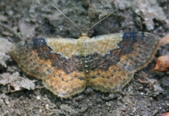 Leptostales ferruminaria