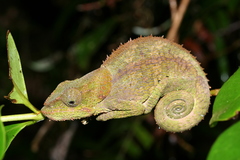Calumma crypticum