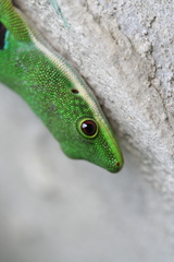 Phelsuma quadriocellata