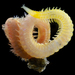 Goniada - Photo (c) smithsonian_marinegeo, some rights reserved (CC BY-NC-SA), uploaded by smithsonian_marinegeo