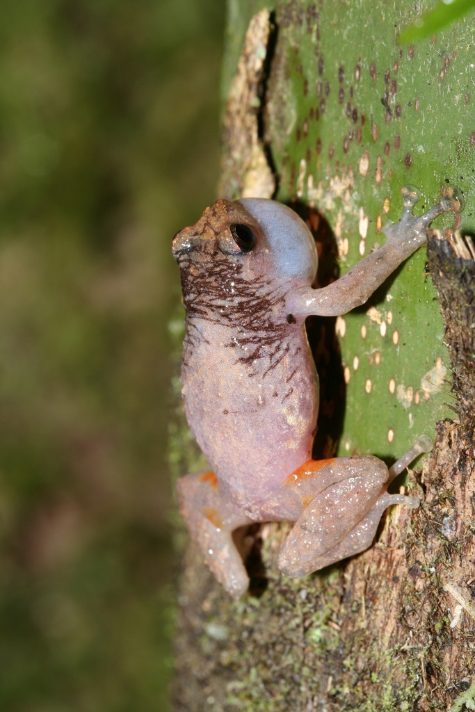 Boulenger's Climbing Frog