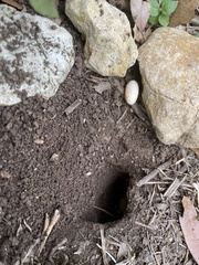 Sceloporus olivaceus