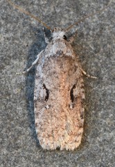 Agonopterix curvilineella