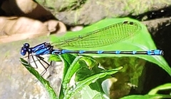 Argia oculata