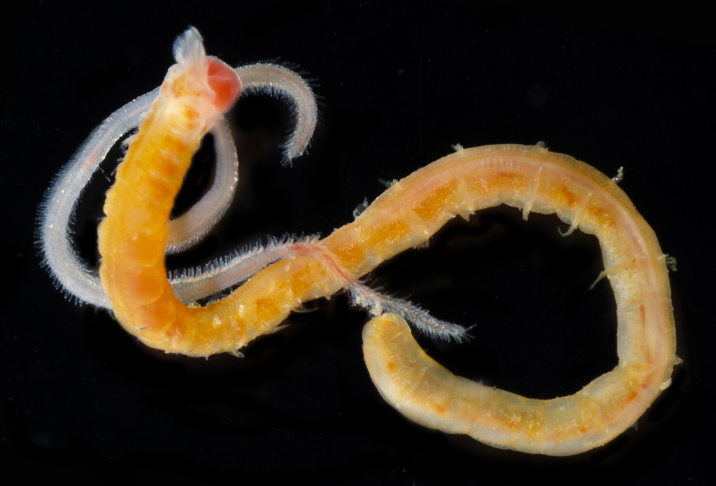 Magelonidae