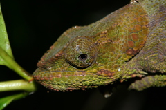 Calumma crypticum