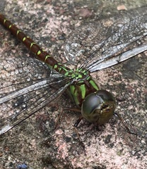 Rhionaeschna psilus