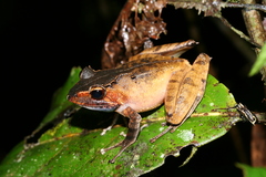 Gephyromantis plicifer
