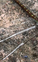 Rhionaeschna psilus