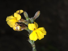Goodenia paniculata