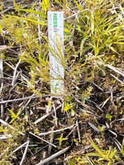 Cardamine parviflora