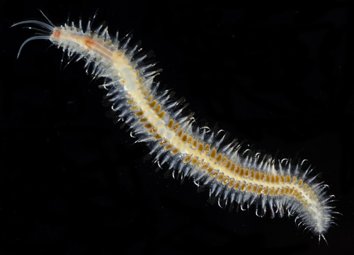 Lepidasthenia in life