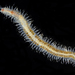 Lepidastheniinae - Photo (c) smithsonian_marinegeo, some rights reserved (CC BY-NC-SA), uploaded by smithsonian_marinegeo