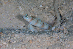 Amblyeleotris arcupinna
