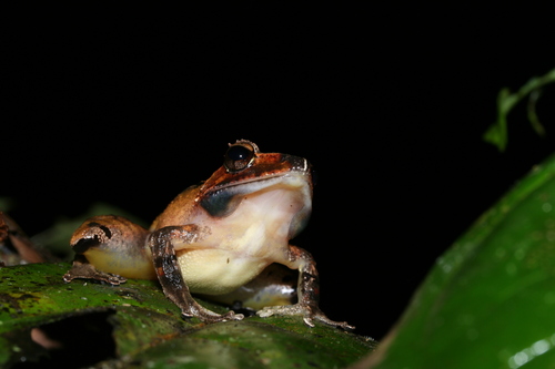 Sculpted Madagascar Frog