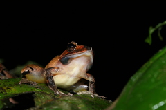 Gephyromantis plicifer