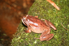 Plethodontohyla inguinalis