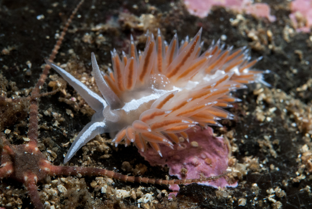 Coryphella orjani