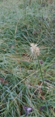 Echinopogon