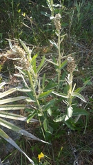 Pterocaulon pycnostachyum