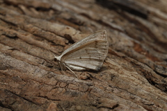 Lomographa glomeraria