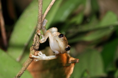 Anodonthyla boulengerii