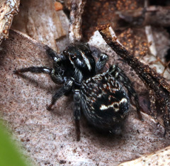 Saitis virgatus