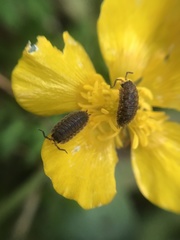 Porcellio scaber