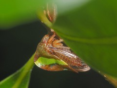 Smilia fasciata
