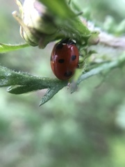 Coccinella septempunctata
