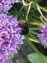 Bombus lapidarius