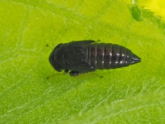 Limotettix anthracinus