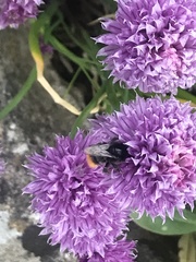Bombus lapidarius