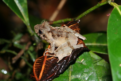 Gephyromantis ceratophrys