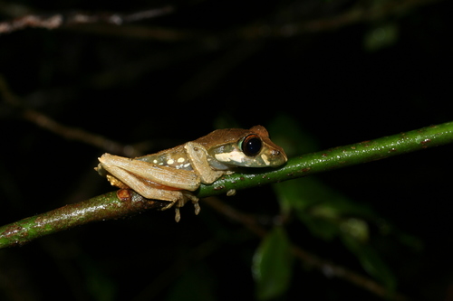 Reticulate Bright-eyed Frog, Boophis reticulatus